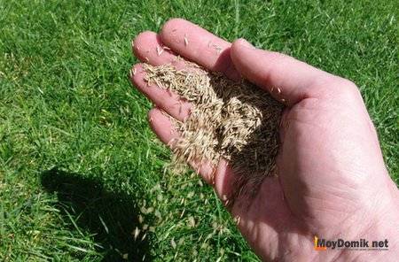Как посадить газонную траву  когда сеять, какие сорта и семена сажать, как  ... - фото