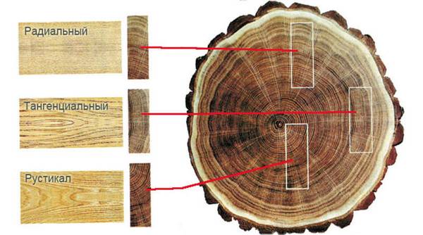 Общие сведения о древесине Виды распилов с фото