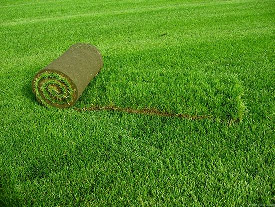 Рулонный газон своими руками на даче: подготовка и технология укладки - фото